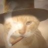 超威蓝猫C