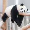 伟大的太阳骑士