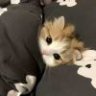 梁老师11