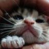 快哉猫
