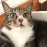 w猫猫