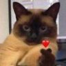 蜕皮猫