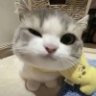纷叶花