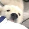 不然呢呢