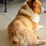 豆豆师傅