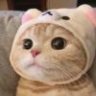 打盹的猫猫