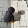 PengGZ