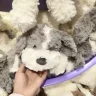 不冻鱼