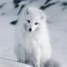 柠檬鸡