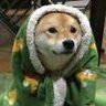 夙愿愿