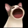 波波猫