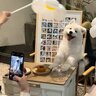 阿涛1