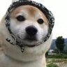 啊hhshs