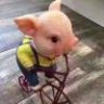 猪猪男孩回到家