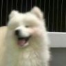 唔西迪西的三蹦子