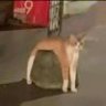 杨阳羊123