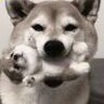 神烦狗q