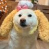 木子学军