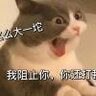 疯狂猫咪