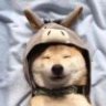 BenDog
