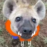 封聿修