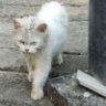 Dirtycat_