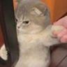 闫飒飒