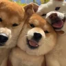 找屲吧