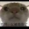 孔政哲