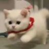 背着小猫跑