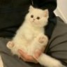 嘻钉钉
