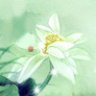 飘扬白
