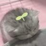 克拉里