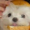 郑zl