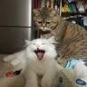 凉凉来了