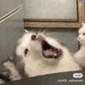 上头普信男