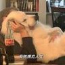 渝欢z