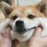 叶子咯咯咯