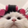 小乖yee