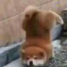 查无此人lm