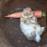狂踹瘸子那条好腿