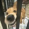 罗密呕与忽必烈
