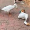 关耳同学