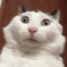eVsh1rt