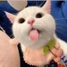 竹4汀