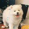桃子汽水