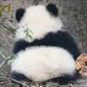 夜夜夜夜耶
