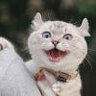 猫七七
