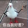 爱吃码头薯条海鸥