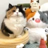 AFGKJ